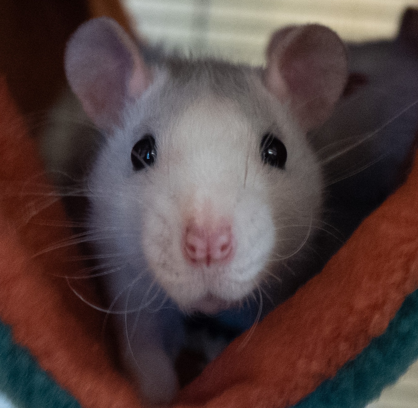 rat peeking out of a hammock