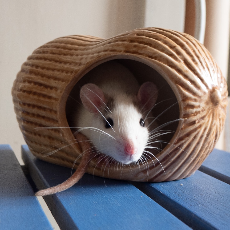 rat sitting in a ceramic peanut house