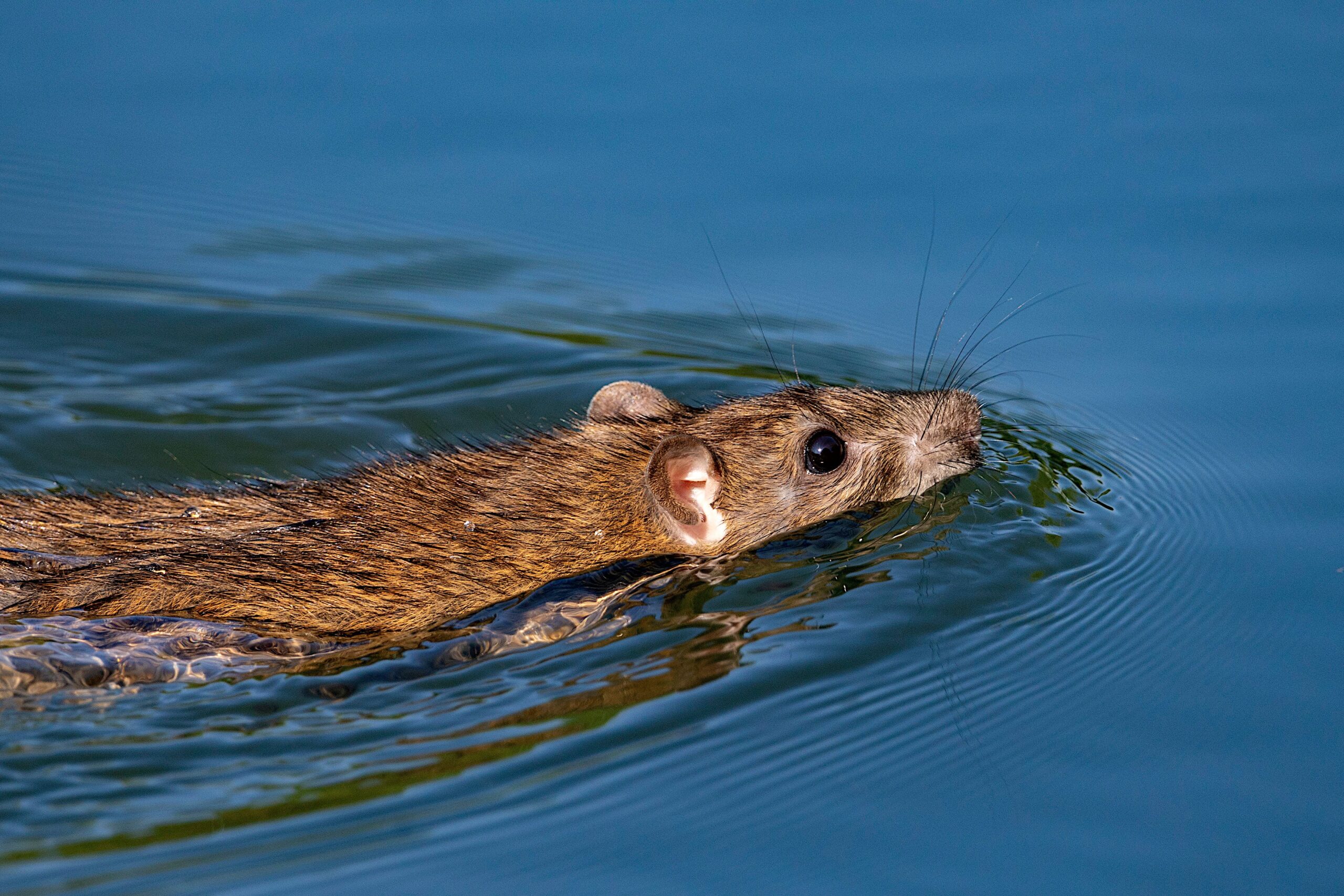 wild rat swimming in blue water