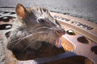 rat peeking out of a sewer outlet