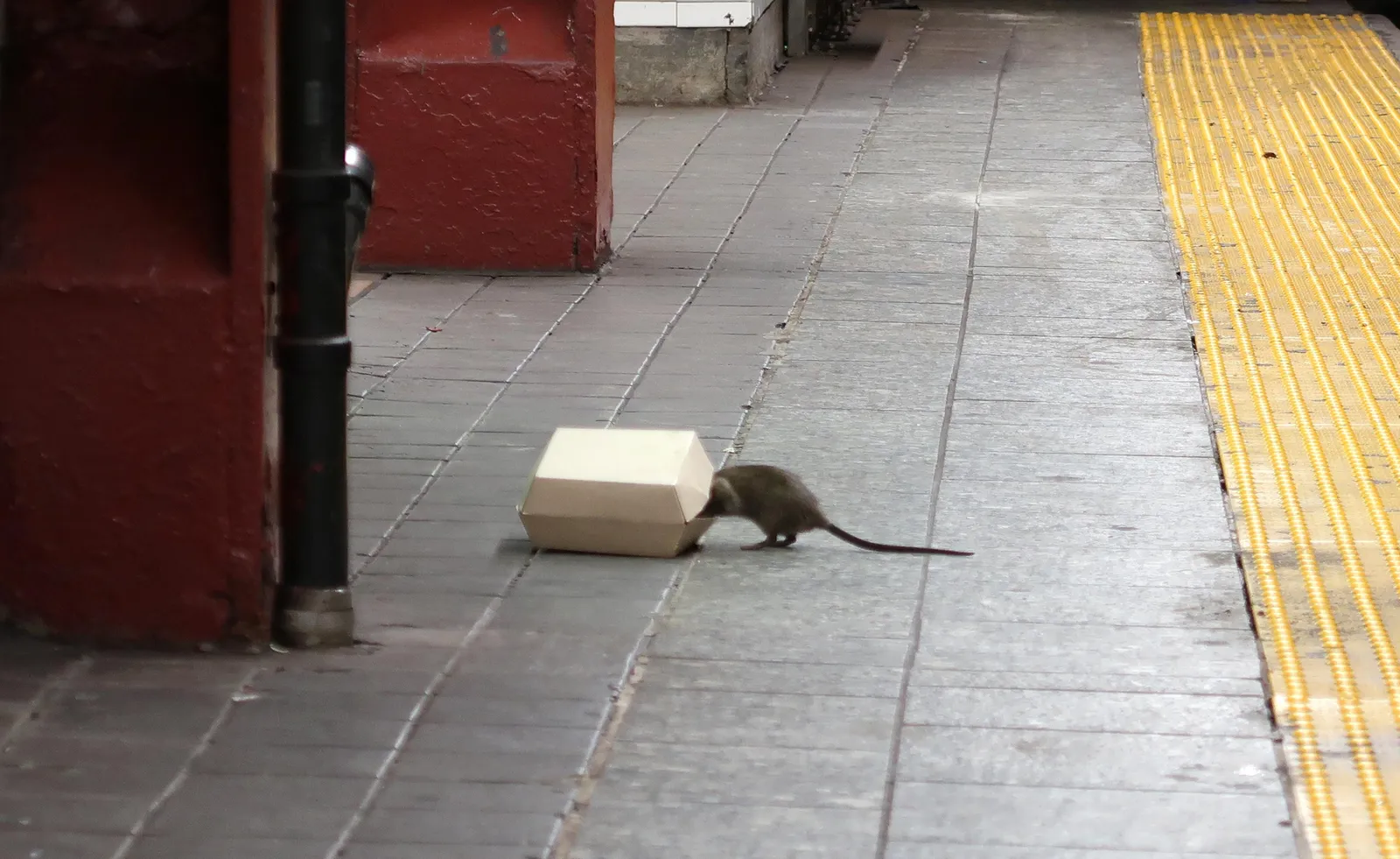 rat eating out of a hamburger box in subway station