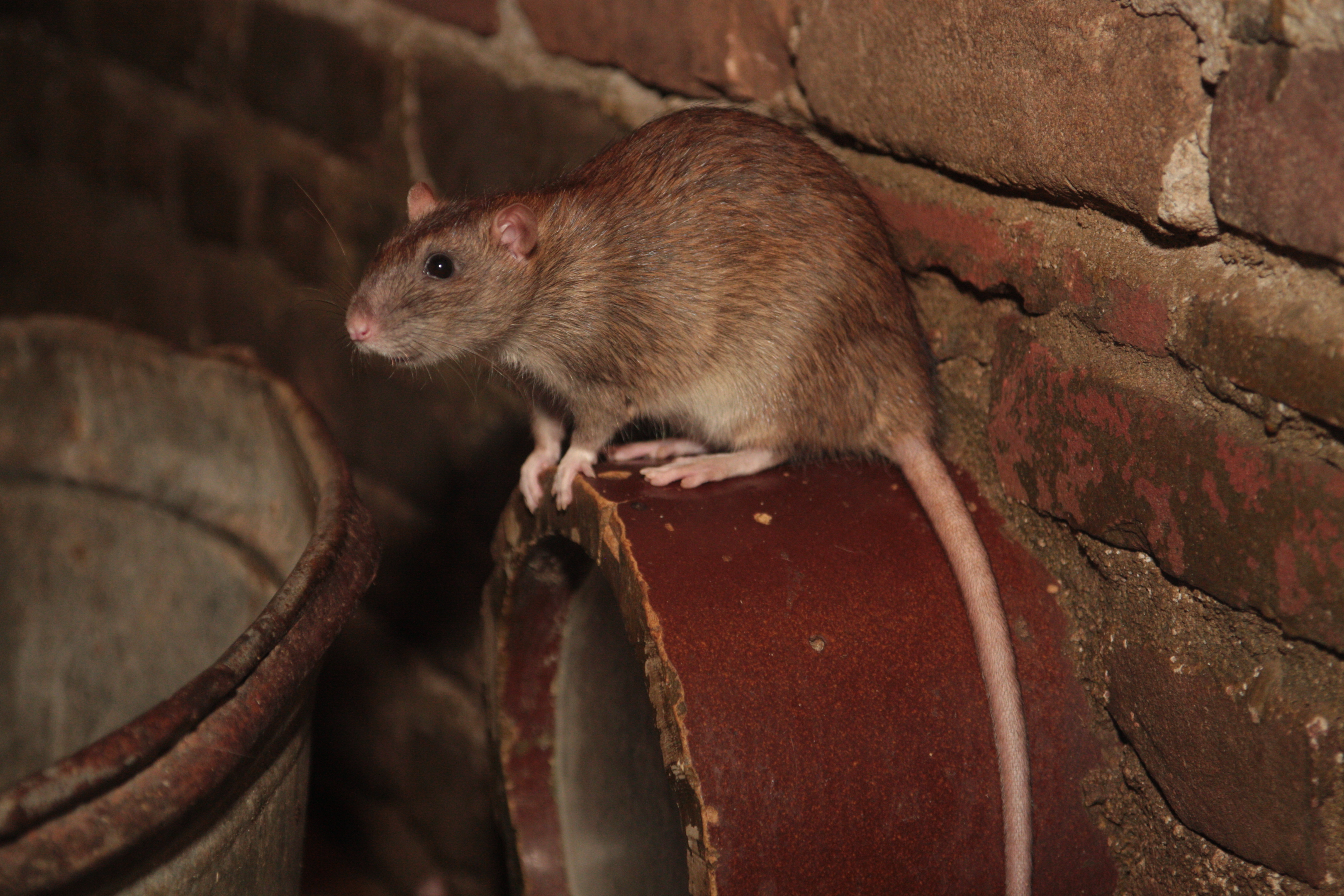 rat on sewerpipe outlet