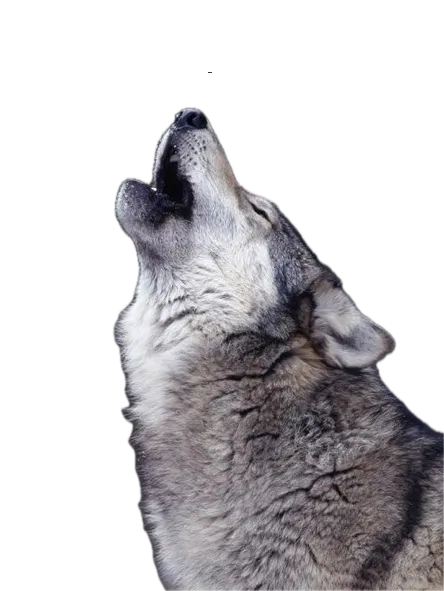 wolf howling