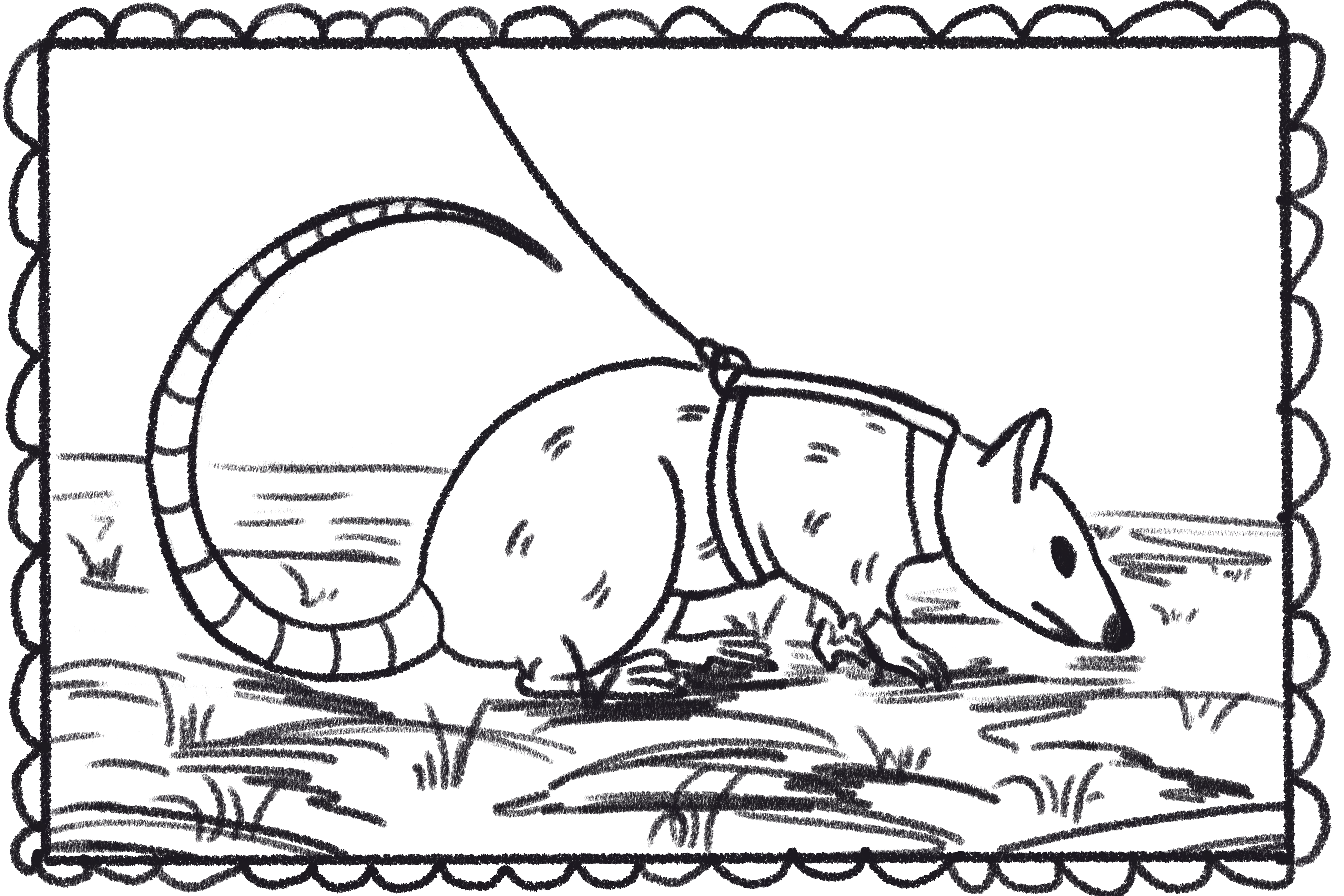 illustration of an african pouchrat wearing a harness and sniffing the ground